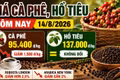 Giá cà phê, hồ tiêu hôm nay 14/8: Cà phê lao dốc, giá tiêu đi ngang