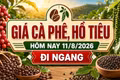 Giá cà phê, hồ tiêu hôm nay 11/8 chưa có biến động mới