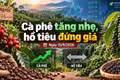 Giá cà phê, hồ tiêu hôm nay 15/9: Cà phê tăng nhẹ, hồ tiêu đứng giá