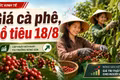 Giá cà phê, hồ tiêu hôm nay 18/8: Cà phê tăng mạnh, giá tiêu đi ngang