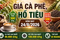 Giá cà phê, hồ tiêu hôm nay 24/8: Cà phê đồng loạt tăng 300 đồng/kg