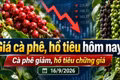 Giá cà phê hôm nay 16/9 giảm tới 900 đồng/kg, Arabica lao dốc