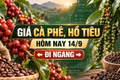 Giá cà phê, hồ tiêu hôm nay 14/9: Hai mặt hàng cùng đi ngang