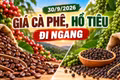 Giá cà phê, hồ tiêu hôm nay 30/9: Cả hai mặt hàng đều ổn định giá