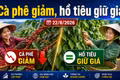 Giá cà phê, hồ tiêu hôm nay 22/8: Cà phê giảm sâu, giá tiêu đi ngang