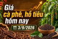 Giá cà phê hôm nay 3/9 giảm tiếp, Arabica lao dốc hơn 4%