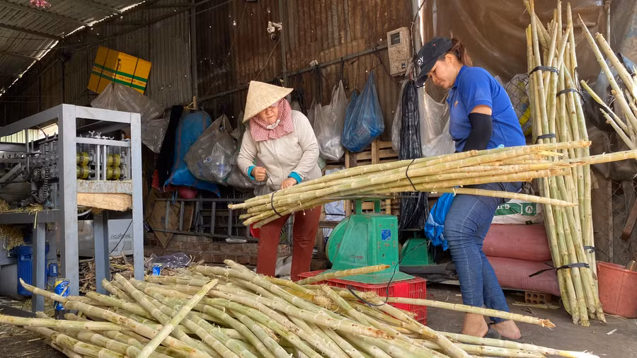 Sức tiêu thụ tăng mạnh, lượng mía cây do các vựa đầu mối cung ứng ra thị trường cũng tăng theo. Ảnh: Sơn Ca