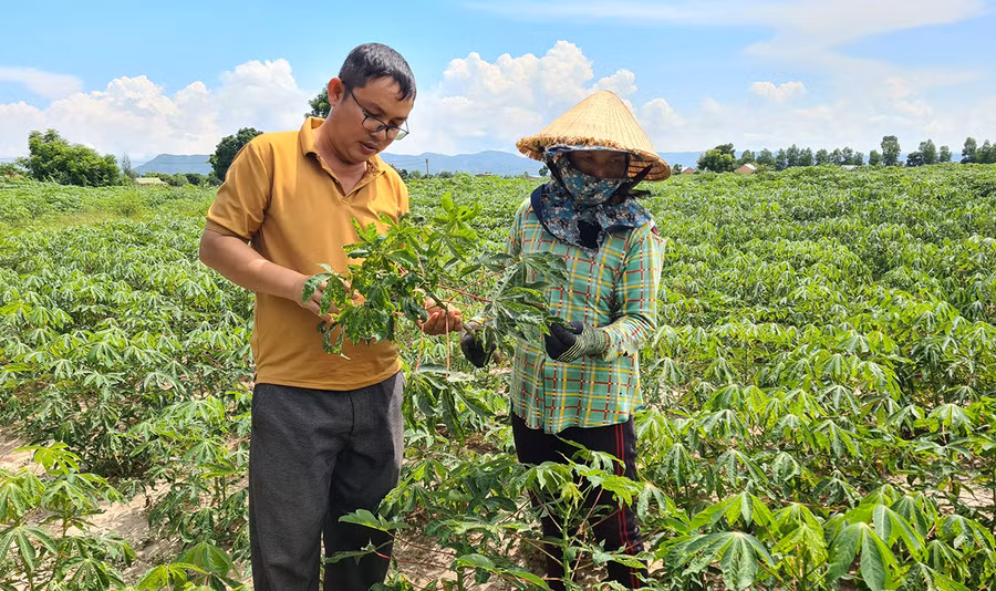 Năm 2022, diện tích mì của gia đình bà Ksor H'Nghiêm (buôn Gum Gốp, xã Ia Rmok) giảm năng suất 40% do bệnh khảm lá vi rút. Ảnh: Ngọc Sang Năm 2022, diện tích mì của gia đình bà Ksor H'Nghiêm (buôn Gum Gốp, xã Ia Rmok) giảm năng suất 40% do bệnh khảm lá vi rút. Ảnh: Ngọc Sang