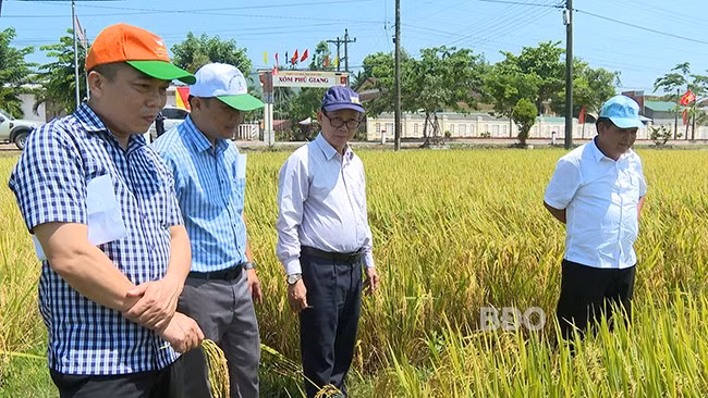 Kiểm tra đánh giá năng suất lúa tại cánh đồng thôn Hà Tây, xã Ân Tường Tây. Ảnh: H.H