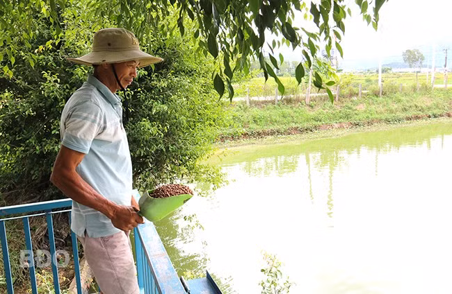 Ông Nguyễn Bá Luyện cho cá ăn. Ảnh: H.THU