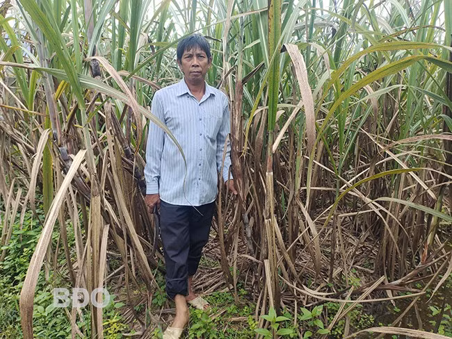 Ông Lê Văn Ảnh (thôn Tân An, xã An Tân, huyện An Lão) có thu nhập ổn định nhờ trồng mía trên đất lúa kém hiệu quả. Ảnh: D.T.D