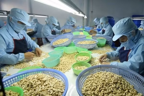 Trong khi nhiều mặt hàng nông sản gặp khó thì ngành điều Việt Nam vẫn tăng về sản lượng và giá trị xuất khẩu Ảnh: PV