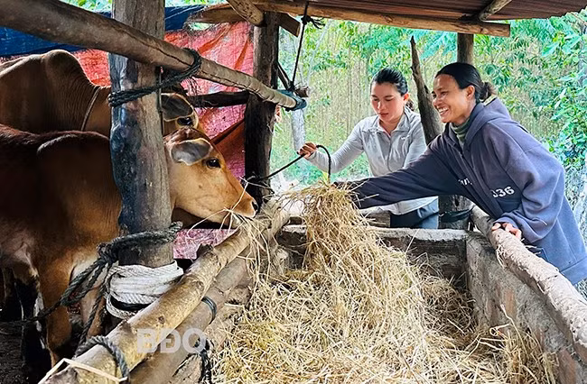 Chị Lê Thị Á (bìa phải) vui mừng vì được hỗ trợ 2 con bò cái lai sinh sản, giúp gia đình có điều kiện phát triển kinh tế. Ảnh: D.Đ