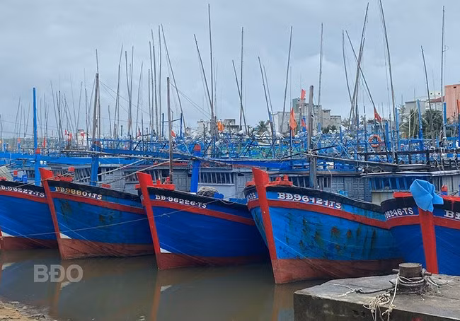 Tàu không đi khai thác, không được neo đậu cố định trước cầu cảng. Ảnh: K.H