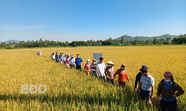 Từng bước thay đổi nhận thức của người dân trong sản xuất lúa đạt tiêu chuẩn hữu cơ. Ảnh: THÀNH NGUYÊN Từng bước thay đổi nhận thức của người dân trong sản xuất lúa đạt tiêu chuẩn hữu cơ. Ảnh: THÀNH NGUYÊN