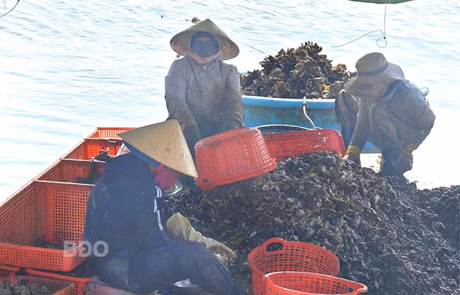 Các nhóm phụ nữ sơ chế hàu tại bè nổi trên đầm.