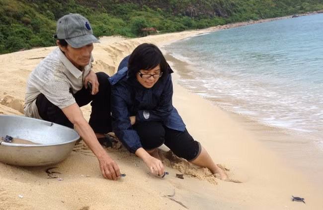 Bãi biển Hải Giang, thập kỷ trước là bãi đẻ của rùa biển. - Trong ảnh: Tổ tình nguyện viên rùa biển và cán bộ Chi cục Thủy sản thả rùa con về biển năm 2013. Ảnh: CCTS