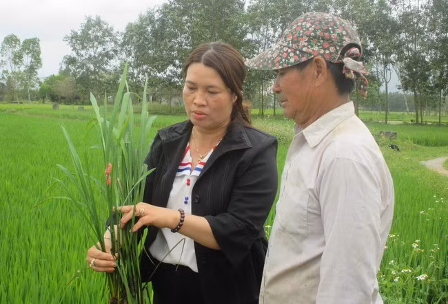 Cán bộ kỹ thuật Trung tâm DVNN TX An Nhơn hướng dẫn bà con nông dân cách nhận biết và biện pháp phòng trừ một số loại dịch bệnh gây hại trên lúa Đông Xuân. Ảnh: LÊ NGÂN