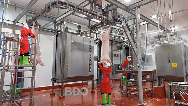 Dây chuyền giết mổ động vật tập trung tại Nhà máy giết mổ C.P Việt Nam Bình Định đặt ở Khu công nghiệp Nhơn Hòa. Ảnh: T.LỢI