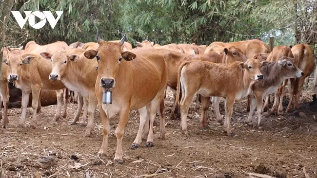 Bò là một mặt hàng xuất khẩu lớn của ngành nông nghiệp Lào. Bò là một mặt hàng xuất khẩu lớn của ngành nông nghiệp Lào.