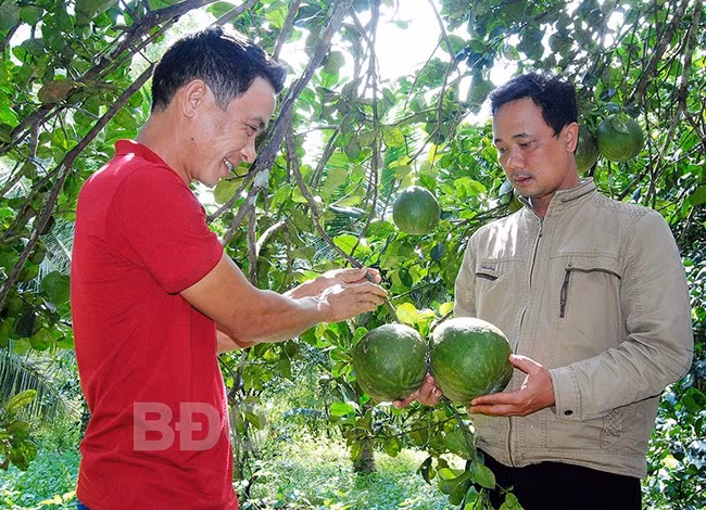 Quả bưởi trở thành sản phẩm nông nghiệp chủ lực của Hoài Ân. - Trong ảnh: Cán bộ kỹ thuật nông nghiệp của huyện hướng dẫn người dân chăm sóc vườn bưởi. Ảnh: NGỌC NHUẬN