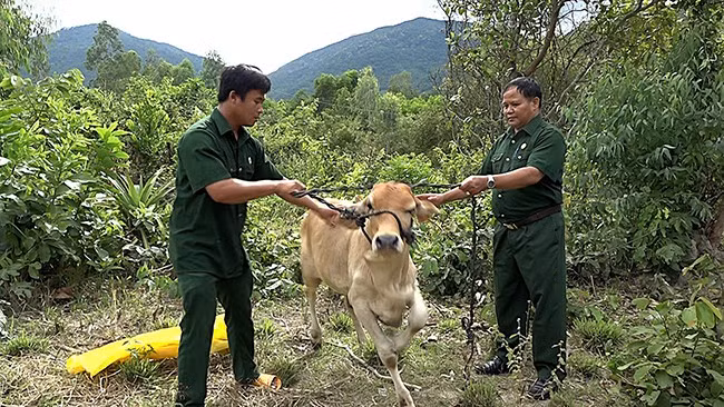 Ông Đinh Tân, Chủ tịch Hội CCB huyện Vĩnh Thạnh trao bò cho anh Lê Minh Tuyến. Ảnh: Xuân Dũng