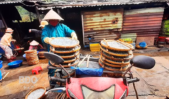 Xe máy chở cá cơm đã hấp ra chợ bán. Ảnh: Xuân Thức