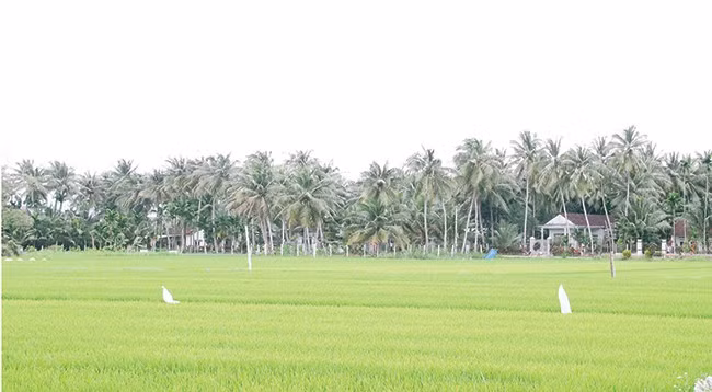 Cây dừa được trồng ở nhiều nơi trên địa bàn Hoài Nhơn. Ảnh: T. LỢI
