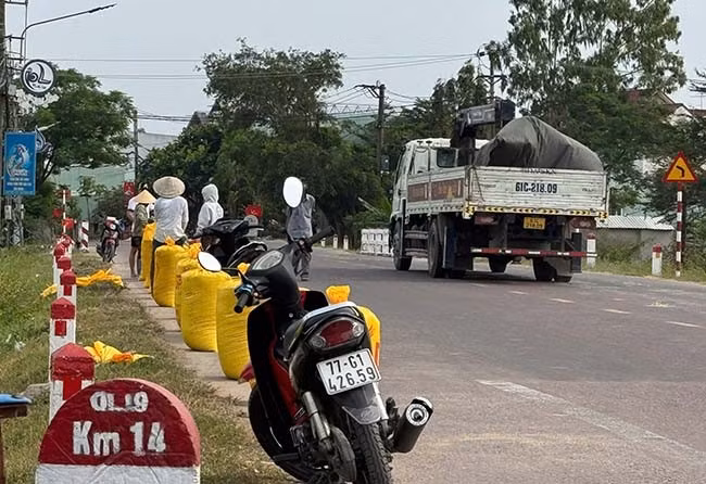 Lấn chiếm lòng đường phơi lúa trên QL 19 đoạn qua địa bàn thôn Vĩnh Hy, xã Phước Lộc, huyện Tuy Phước (ảnh chụp chiều 10.4.2025). Ảnh: N.Q