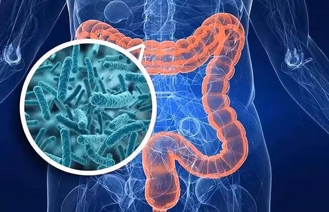 Lợi khuẩn probiotic có trong Kombucha