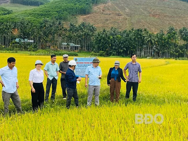 Các đại biểu và nông dân tham quan thực tế lúa mô hình. Ảnh: N.N Các đại biểu và nông dân tham quan thực tế lúa mô hình. Ảnh: N.N