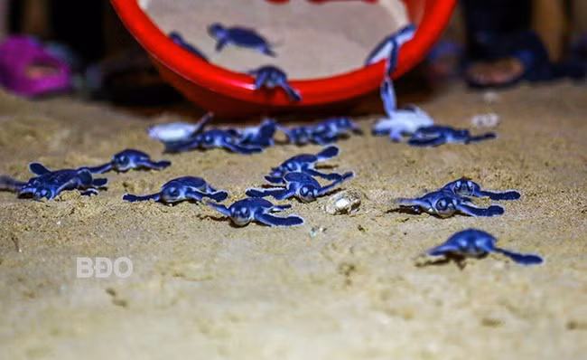 Sau khoảng 2 tháng kể từ khi rùa mẹ gửi hàng trăm quả trứng dưới lớp cát vàng của bãi biển Nhơn Hải, những chú rùa con chào đời, bắt đầu cuộc hành trình đầu tiên của mình về với biển.