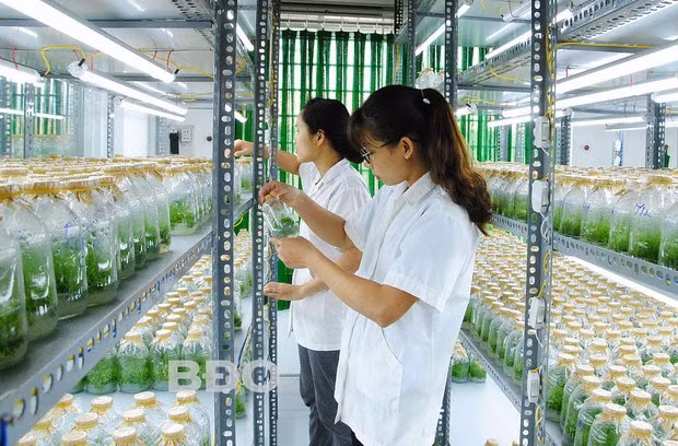Phòng thí nghiệm nuôi cấy mô của Công ty TNHH Vũ Hà.