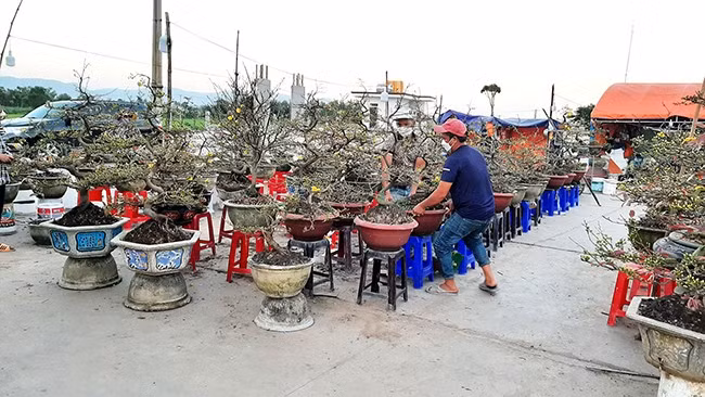 Chuyển chậu mai giao cho khách mua hàng.