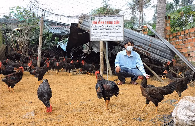 Nhờ nuôi gà thả vườn theo hướng đặc sản, đàn gà của anh Mai Văn Cường gần như không mắc bệnh.