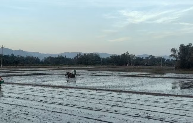 Nông dân ở phường Nhơn Thành (TX An Nhơn) gieo sạ lúa vụ Đông Xuân 2023 - 2024. Ảnh: AN NHIÊN Nông dân ở phường Nhơn Thành (TX An Nhơn) gieo sạ lúa vụ Đông Xuân 2023 - 2024. Ảnh: AN NHIÊN