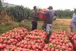 Giá ớt, thanh long tiếp tục 'nhảy dựng đứng'