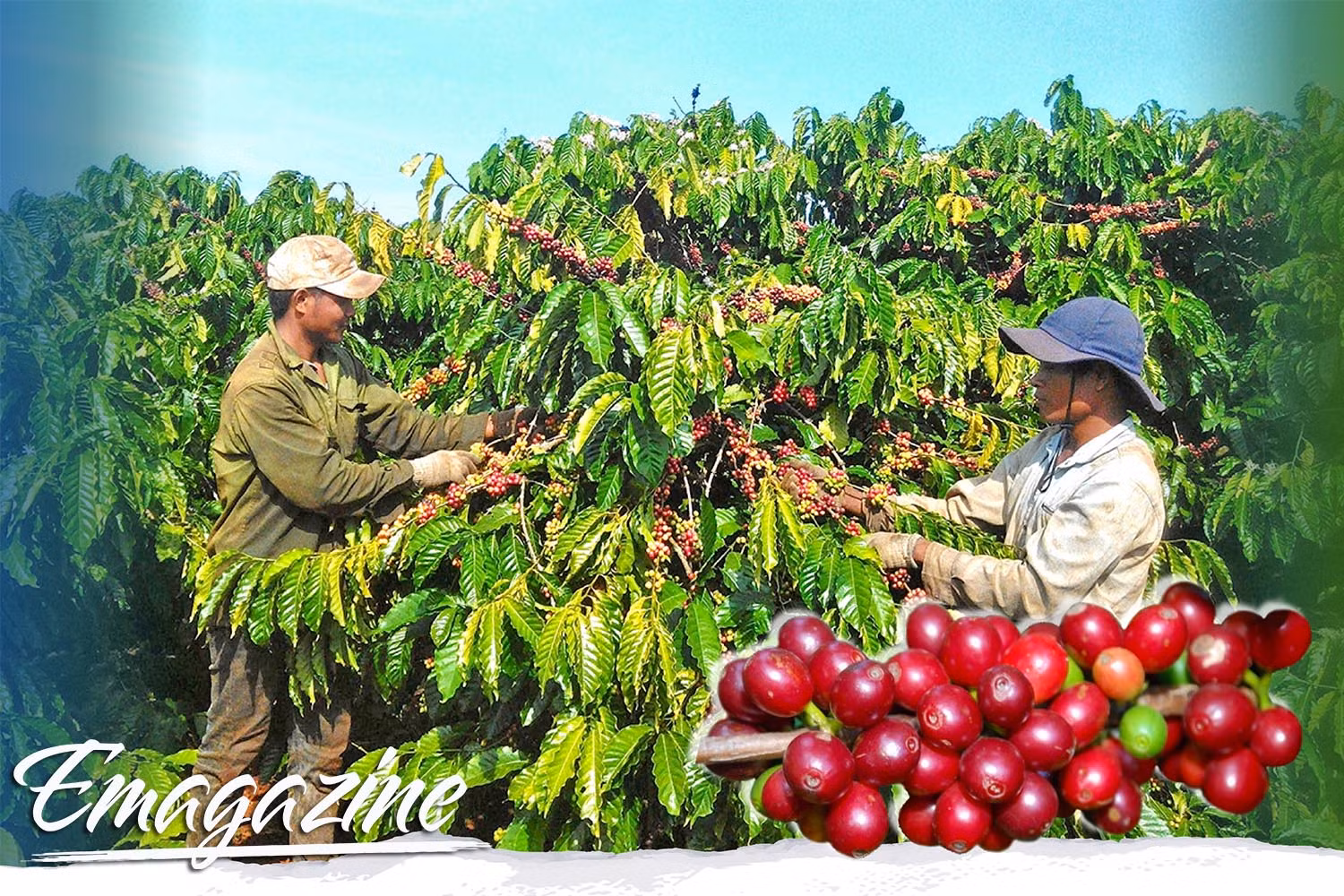 Niên vụ cà phê 2021-2022: Nông dân Gia Lai đón niềm vui kép