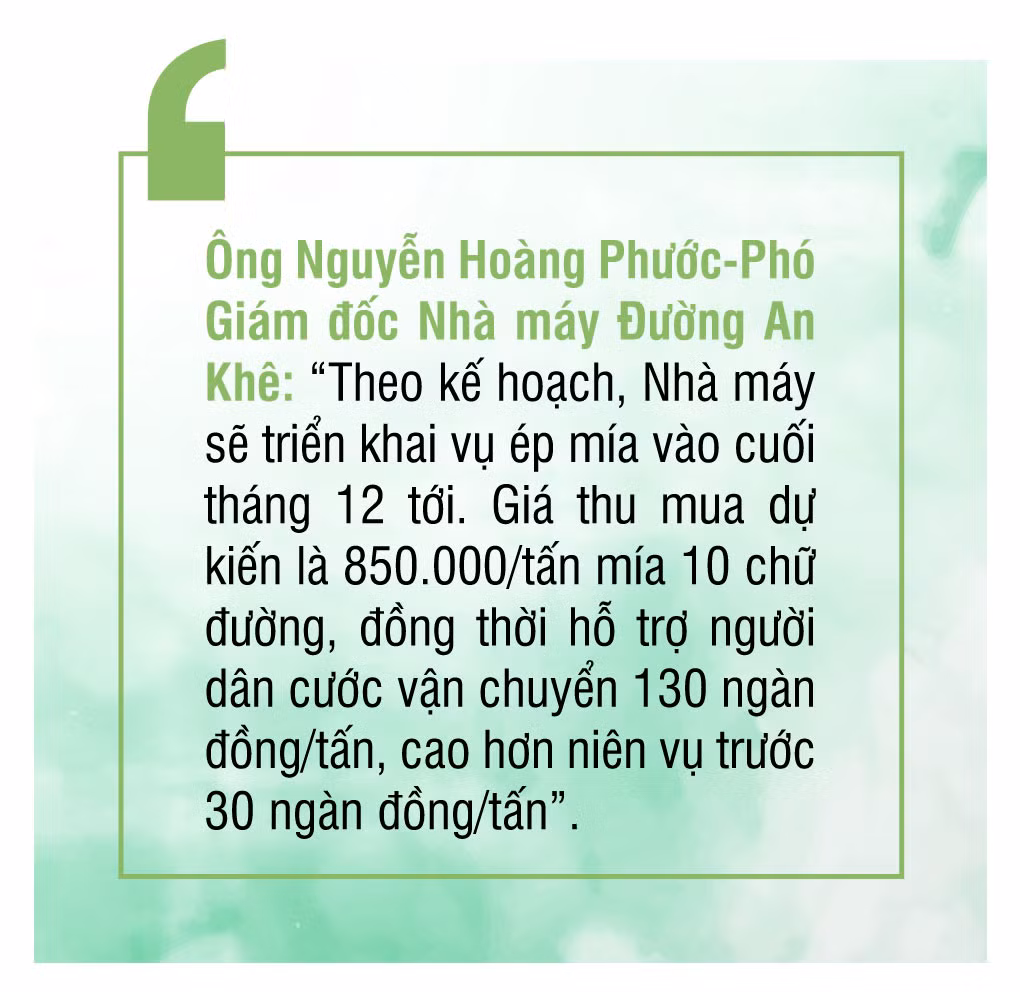 Người trồng mía thiệt hại nặng nề do mưa bão ảnh 8