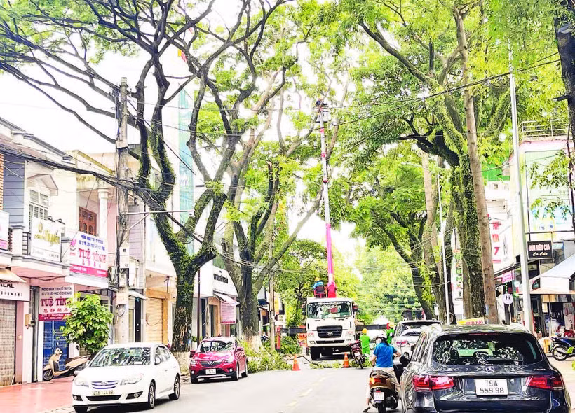 Công nhân Công ty cổ phần Đô thị và Môi trường Đắk Lắk tổ chức cắt tỉa tán cây xanh trên đường Lý Thường Kiệt, thành phố Buôn Ma Thuột bảo đảm an toàn trong mùa mưa năm 2025.