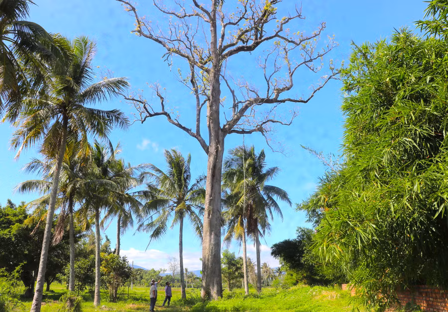 cay-ke-roc-truong-gan-an-khe-truong-thuoc-khu-di-tich-tay-son-thuong-dao-sung-sung-cao-chot-vot-anh-ngoc-minh.jpg