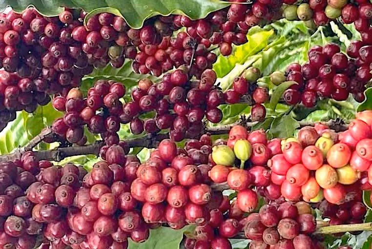 gia-ca-phe-giam-1000-dongkg-sau-2-phien-on-dinh.jpg