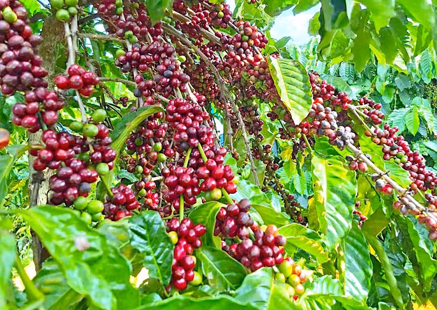 ngay-6-12-thi-truong-trong-nuoc-ghi-nhan-su-phuc-hoi-nhe-cua-gia-ca-phe-o-muc-400-500-dong-kg.jpg
