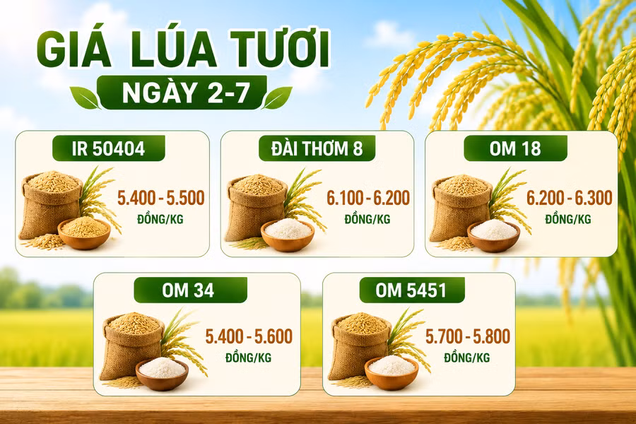 gia-lua-tuoi-2-7.png