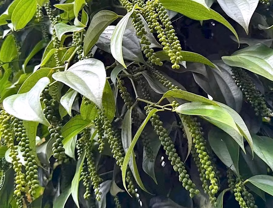 ho-tieu.jpg