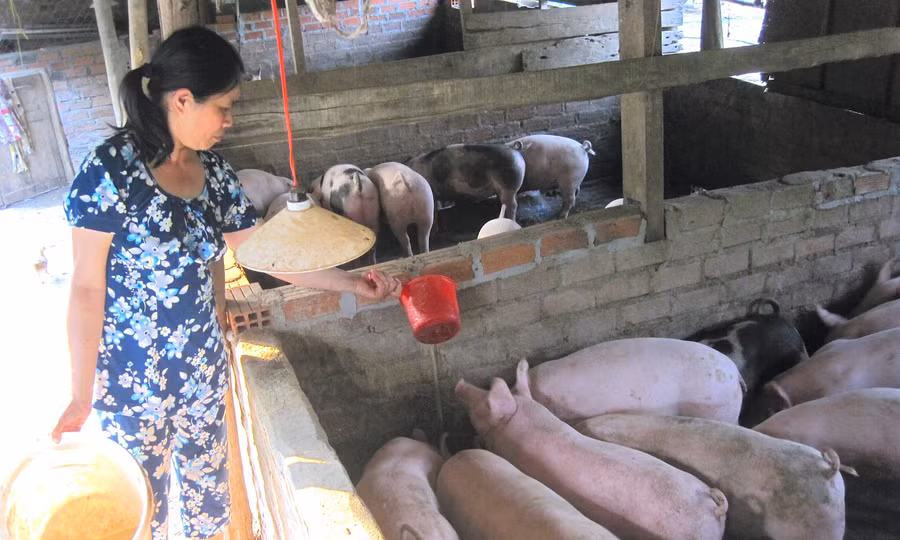 gia-heo-hoi-thiet-lap-ky-luc-moi-dat-62000-dongkg.jpg
