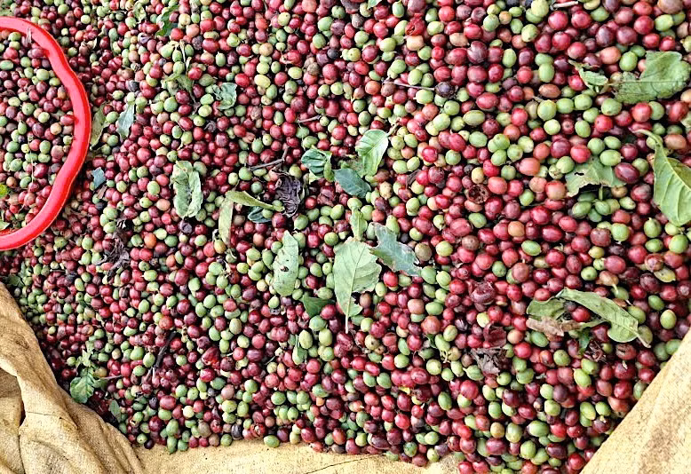 ca-phe-tiep-da-giam-200-dong-kg.jpg