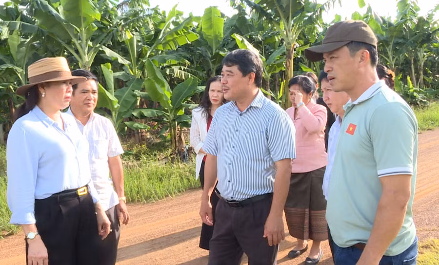 pho-chu-tich-hdnd-tinh-huynh-thuy-van-ngoai-cung-ben-trai-tham-lam-viec-cong-ty-tnhh-mtv-phat-trien-nong-nghiep-khan-xay.jpg