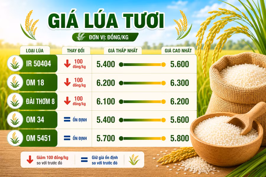 gia-lua-tuoi-28-6.png