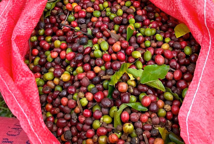trong-4-ngay-gia-ca-phe-giam-toi-9400-dongkg.jpg